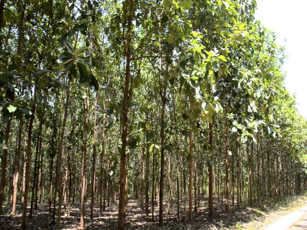 How to remove the bark in the teak tree? When to remove ...