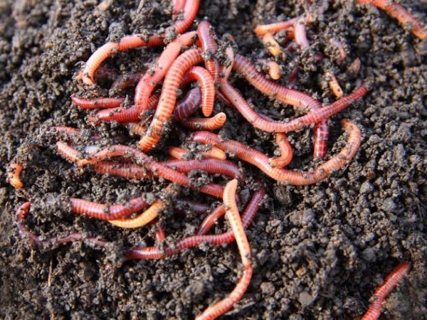 how to make earth worm fertiliser