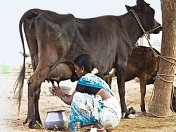 How many times a day can be eaten by livestock. More information inside ...