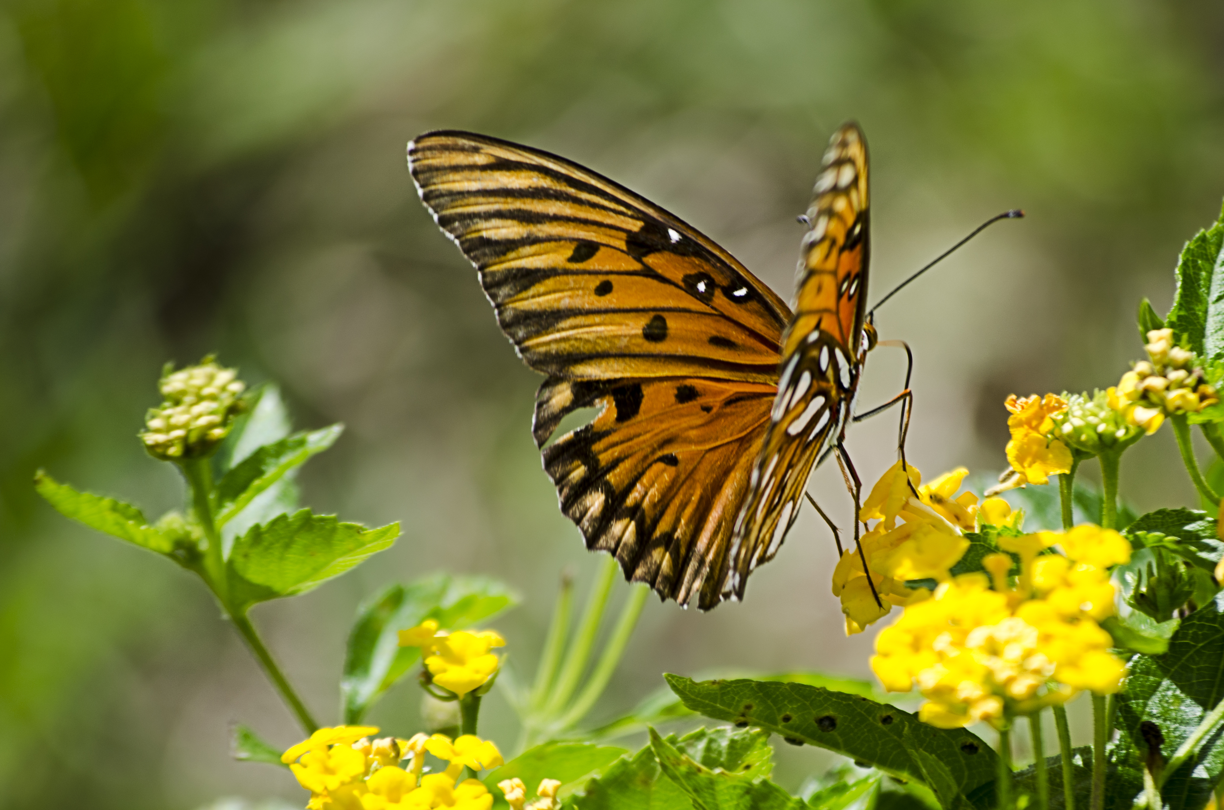 beautiful butterfly in madikeri