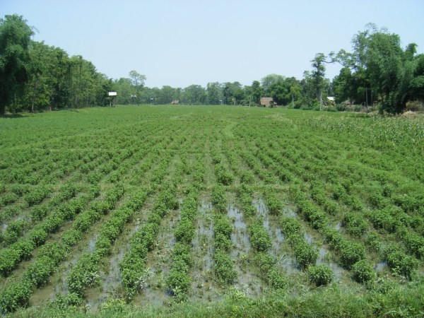 There is a way to get high yield in mint