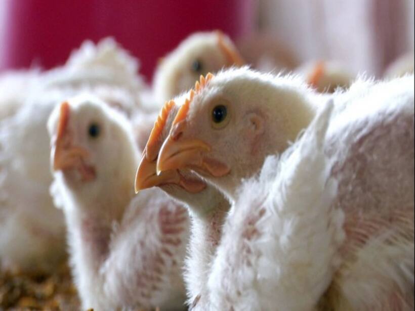Telangana: 2,500 chickens die in Wanaparthy poultry farms due to mysterious disease, probe underway 