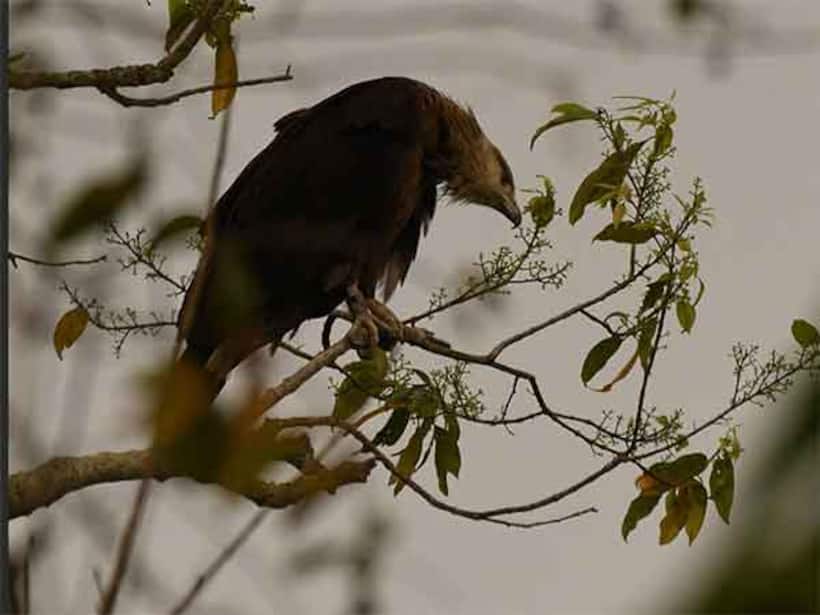 Endangered eagle, tagged in Mongolia, returns to Assam's Kaziranga to breed for 5th consecutive year