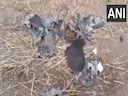 Pakistan violates Indian airspace again; Projectile debris recovered in Jalandhar