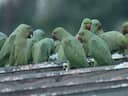 Chennai couple turns terrace into bird haven for 15 years