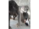 World Animal Protection warns against close contact with captive wild animals on World Environment Day