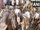 Delhi govt bans 'illegal' killing, sacrifice on Bakra-Eid; bans sharing of videos on social media
