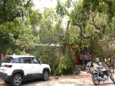 Tree fallen at the site of electrocution (Photo/ANI)