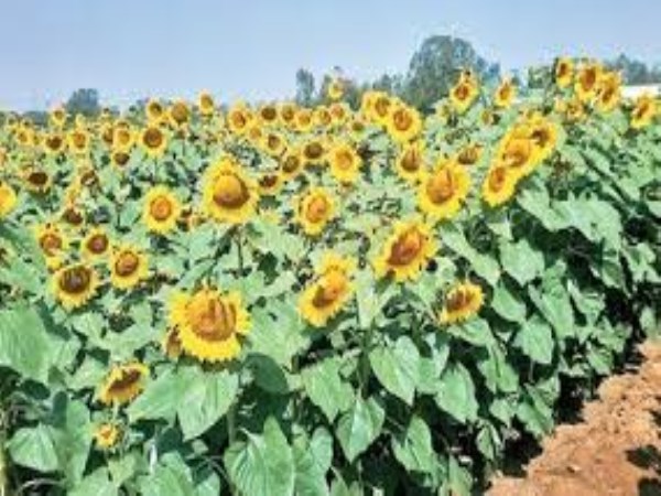 Here are two important worms that control sunflower crop and control them ...