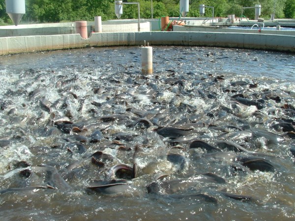 A whole paragraph about carp fish farming ...