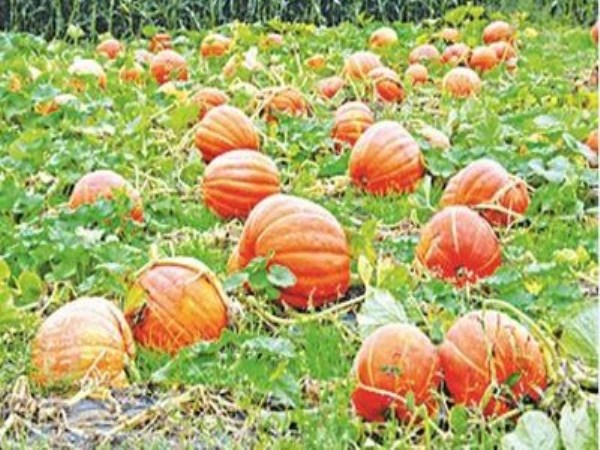 How to make pumpkin cultivation in nature? Let read this ...