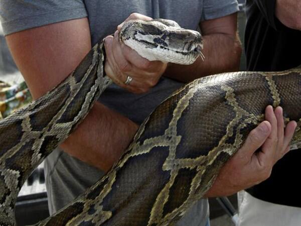 Missing Indonesian Woman's Body Found in Belly of 23-Foot Giant Python