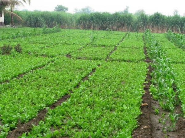 This is a natural way to grow leafy vegetables.