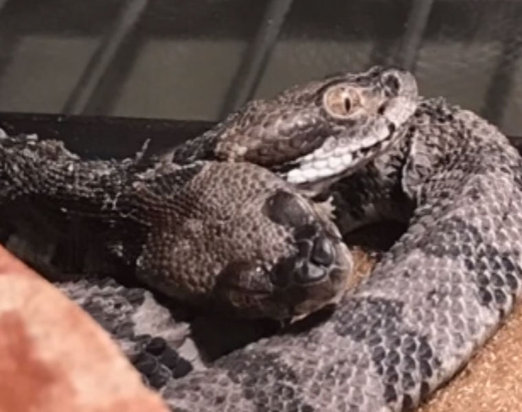 Two headed snake found in Arkansas