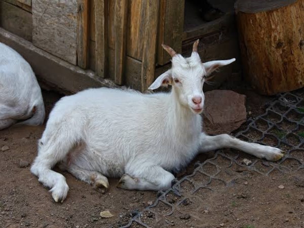 Benefits of white goat milk