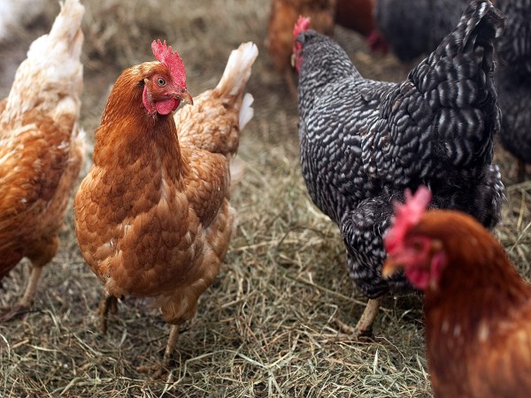 These ways will help to get more chicks in the country poultry.