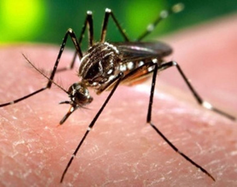 New variant of dengue virus confirmed in Southern India