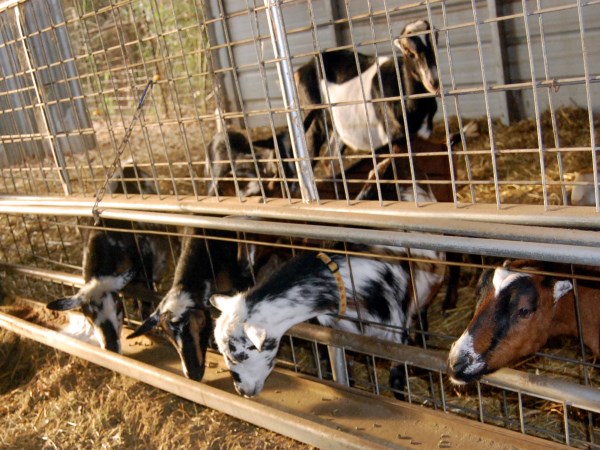 How much better to give goats? The goat breeders