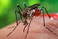 Zika virus Rajasthan Uttar Pradesh alert airports fever symptoms World Health Organisation