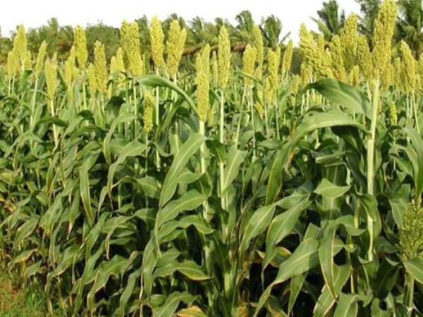 corn farming