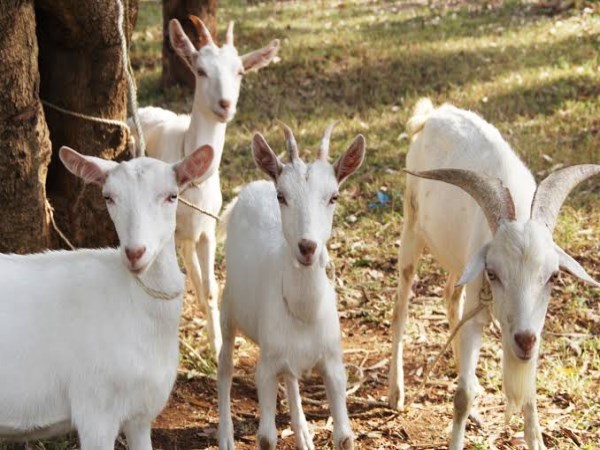 White goat milk will give more profit