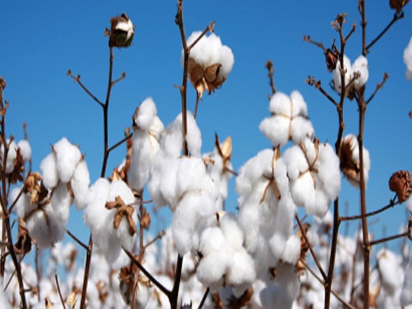 How to prevent pest attack on cotton