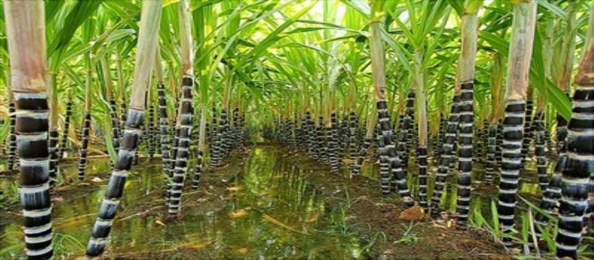 the sugar-cane-crop-yields-water-management-here