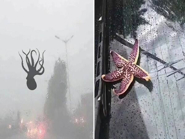 sea creatures fall from sky on china 