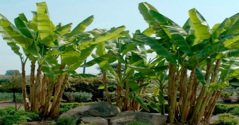 How to choose banana saplings for planting? Read this ...