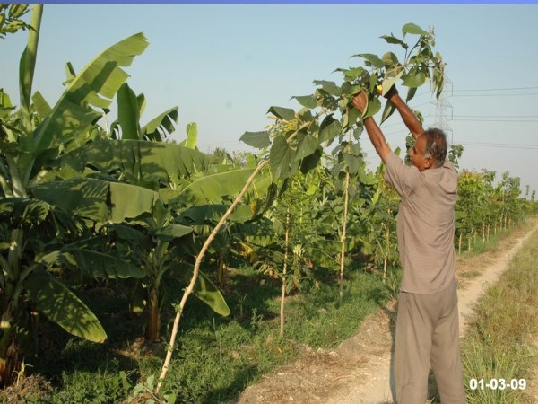 These two management are important in bubble cultivation technology ...