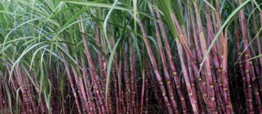 get twice-the-income-of-sugar-cane-cultivation-sustaina