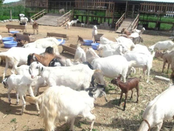 details of siroki goats