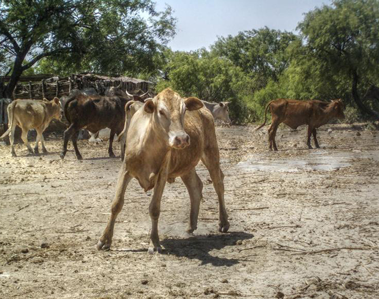 Protection of Calves While Illegal Transportation Vehicle Accident in Vijayapura grg