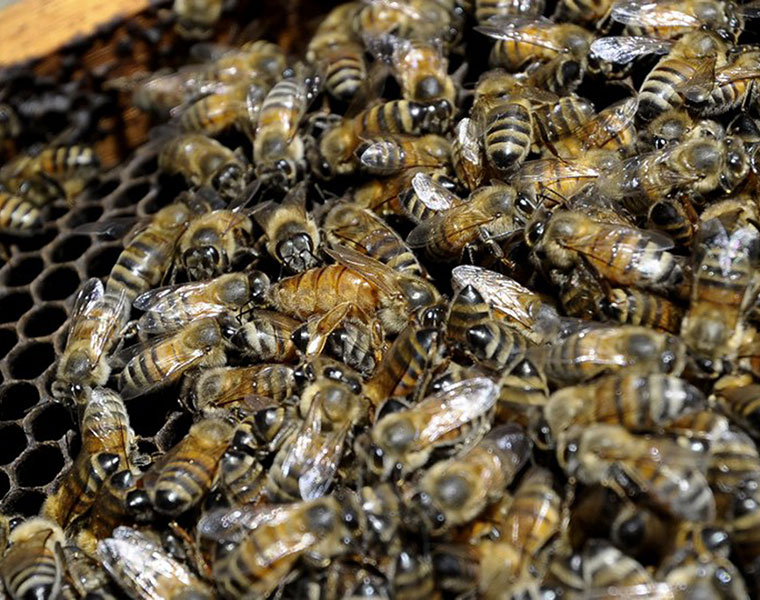 Beekeeper sits on hive for  bet and says it was easiest money