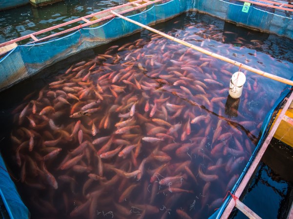 Here are a variety of natural dishes that are used to feed fish in the pond ...