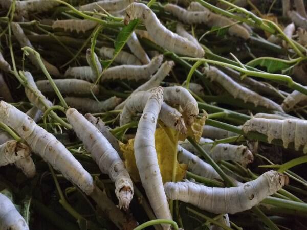 How to bring up fish with silkworm - know it read