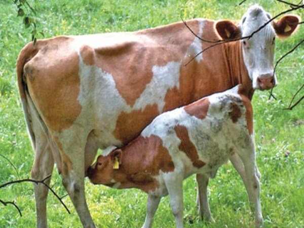 How to prepare a mixed feed for dairy cows 