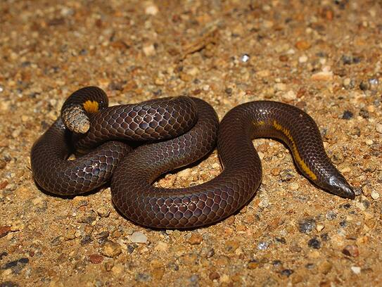 Snake cut the woman