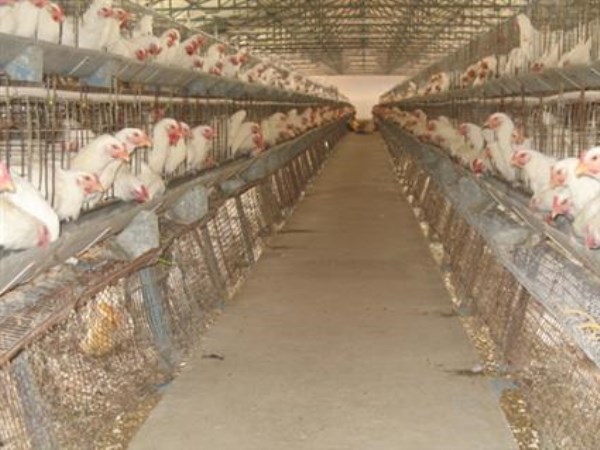 What are the benefits of breeding chickens? A paragraph ...