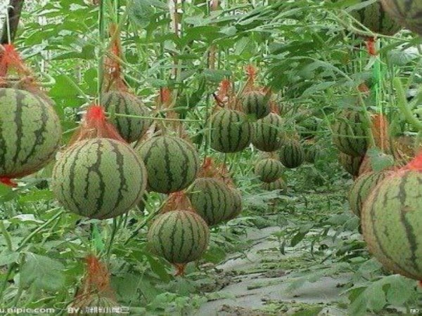 This is the right way to cultivate watermelon naturally.