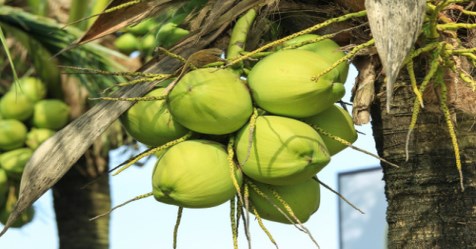 Some simple ways to yield up to 200 coconuts per year