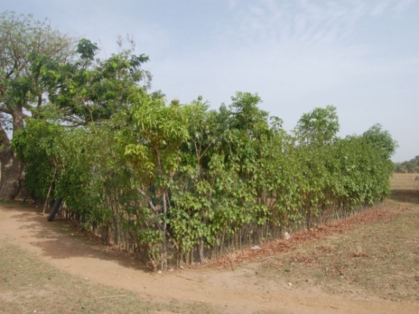 An important technique to know about natural agriculture is the biofore