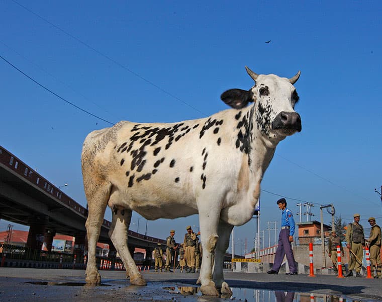 Tirthahalli Police Arrest Person Try to Carry cow