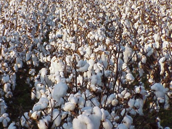 There is a way to increase yields in cotton cultivation