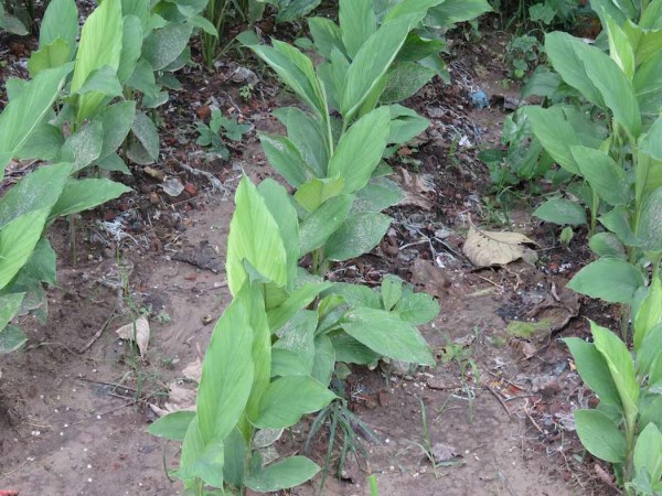 Using this method can lead to an iron deficiency in the yield of yellow ...