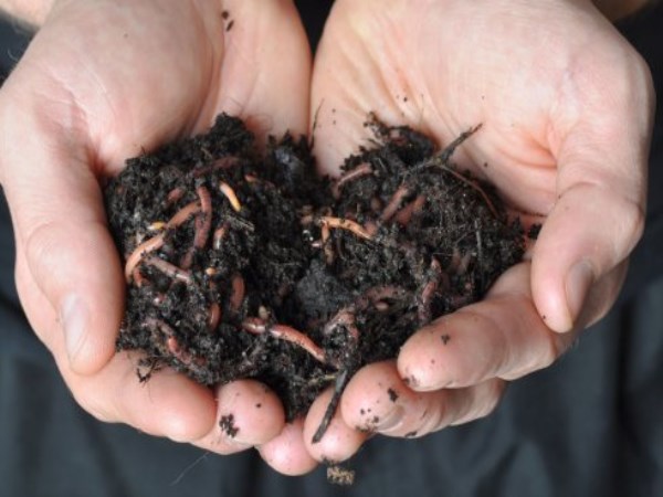 How to prepare vermicompost with local vermicompost?