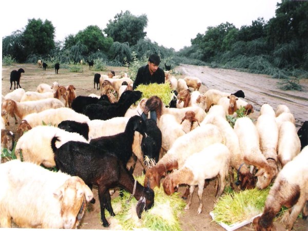 Find out how much fodder is required for goats