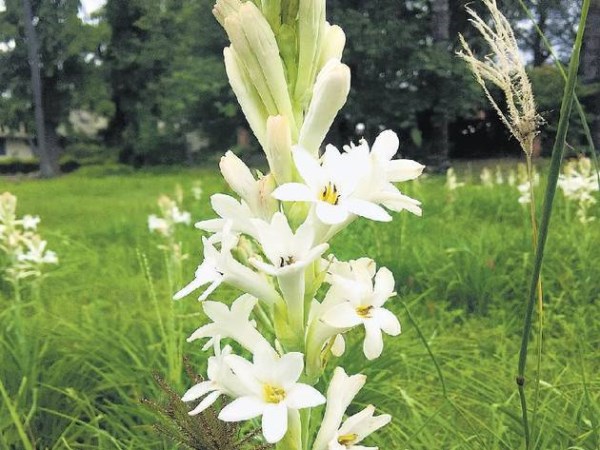 Sampangi Flower Cultivation methods