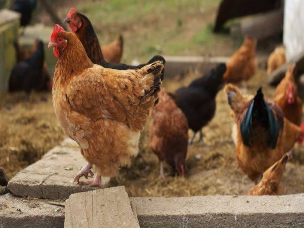 what are the benefits of giving limited done for chicken 