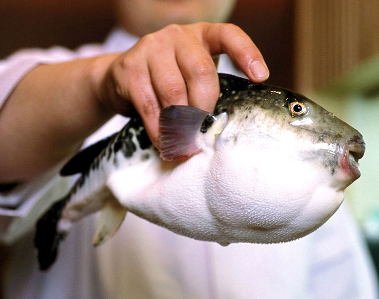 hunt for deadly fugu fish sold in error by supermarket